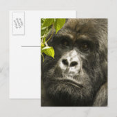 マウンテンゴリラ, Gorilla beringei beringei, ポストカード (正面/裏面)
