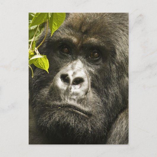 マウンテンゴリラ, Gorilla beringei beringei, ポストカード (正面)