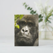 マウンテンゴリラ, Gorilla beringei beringei, ポストカード (スタンド正面)