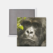 マウンテンゴリラ, Gorilla beringei beringei, マグネット (正面/裏面)