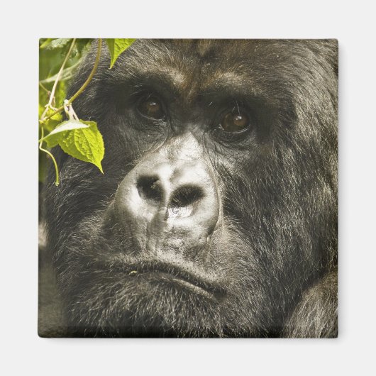 マウンテンゴリラ, Gorilla beringei beringei, マグネット (正面)