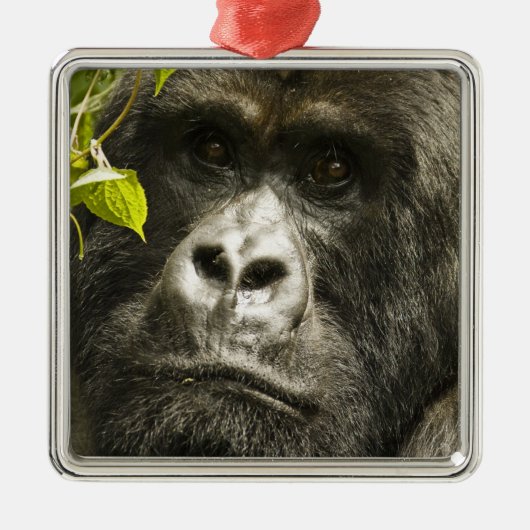 マウンテンゴリラ, Gorilla beringei beringei, メタルオーナメント (正面)