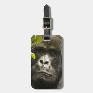 マウンテンゴリラ, Gorilla beringei beringei, ラゲッジタグ