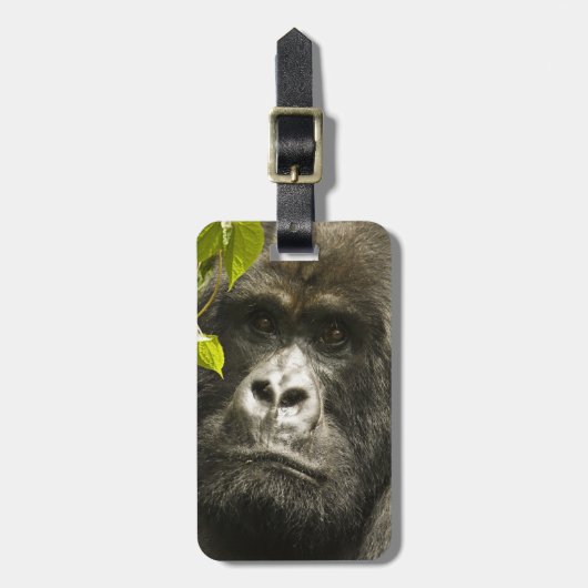 マウンテンゴリラ, Gorilla beringei beringei, ラゲッジタグ (正面縦)