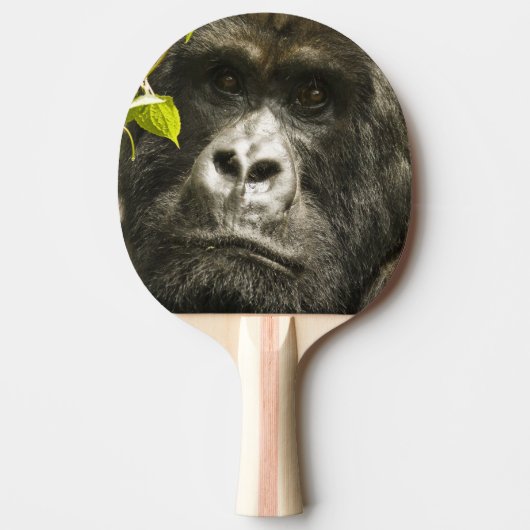 マウンテンゴリラ, Gorilla beringei beringei, 卓球ラケット (正面)