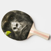 マウンテンゴリラ, Gorilla beringei beringei, 卓球ラケット (横)