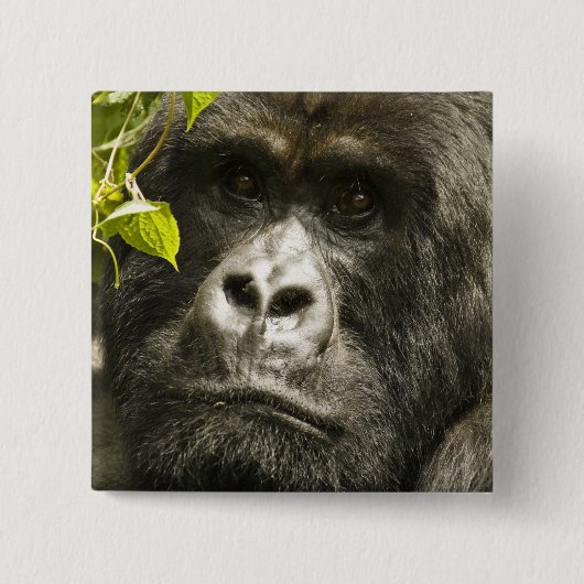 マウンテンゴリラ, Gorilla beringei beringei, 缶バッジ (正面)