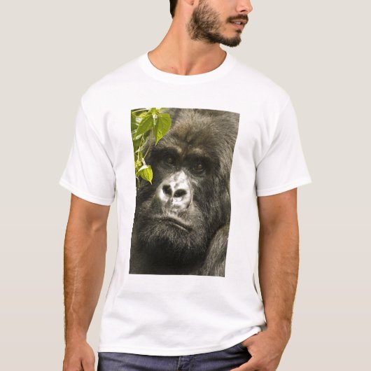 マウンテンゴリラ, Gorilla beringei beringei, Tシャツ (正面)
