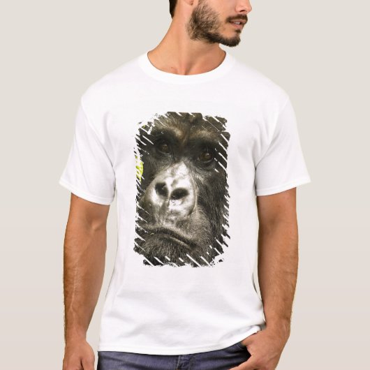 マウンテンゴリラ, Gorilla beringei beringei, Tシャツ (正面)
