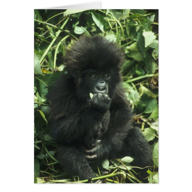 マウンテンゴリラ (Gorilla gorilla beringei) (正面)