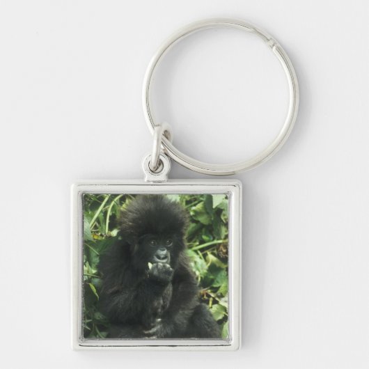 マウンテンゴリラ (Gorilla gorilla beringei) キーホルダー (正面)