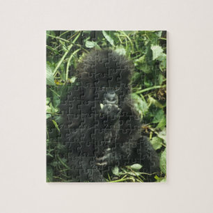 マウンテンゴリラ (Gorilla gorilla beringei) ジグソーパズル