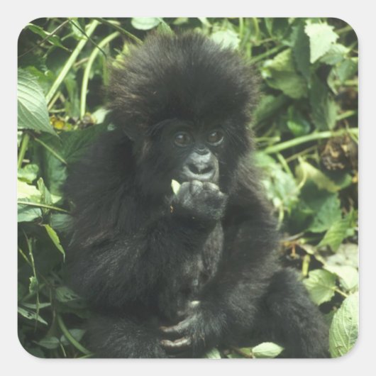 マウンテンゴリラ (Gorilla gorilla beringei) スクエアシール (正面)