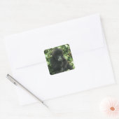 マウンテンゴリラ (Gorilla gorilla beringei) スクエアシール (封筒)