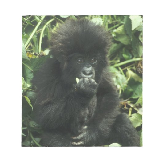 マウンテンゴリラ (Gorilla gorilla beringei) ノートパッド (正面)