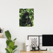マウンテンゴリラ (Gorilla gorilla beringei) ポスター (ホームオフィス)