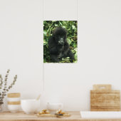マウンテンゴリラ (Gorilla gorilla beringei) ポスター (キッチン)