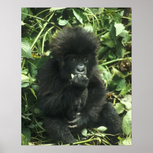 マウンテンゴリラ (Gorilla gorilla beringei) ポスター (正面)