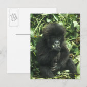 マウンテンゴリラ (Gorilla gorilla beringei) ポストカード (正面/裏面)