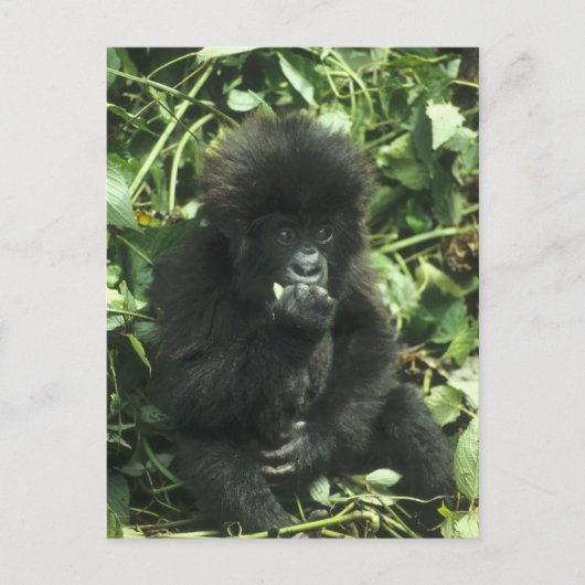 マウンテンゴリラ (Gorilla gorilla beringei) ポストカード (正面)