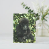 マウンテンゴリラ (Gorilla gorilla beringei) ポストカード (スタンド正面)