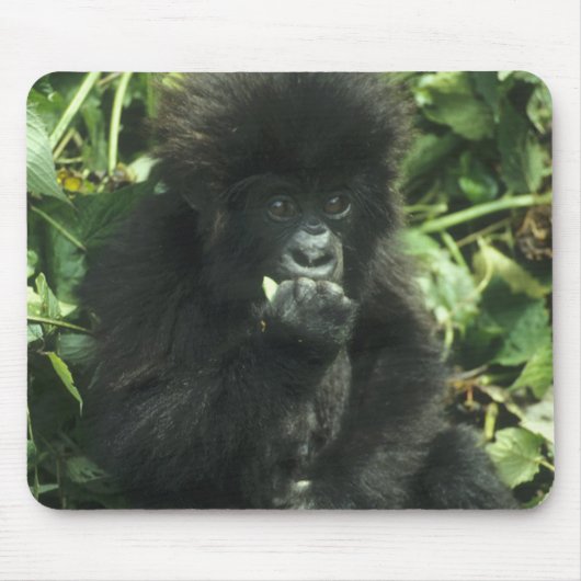 マウンテンゴリラ (Gorilla gorilla beringei) マウスパッド (正面)