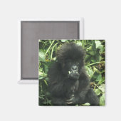 マウンテンゴリラ (Gorilla gorilla beringei) マグネット (正面/裏面)