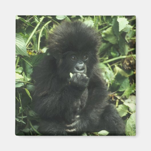 マウンテンゴリラ (Gorilla gorilla beringei) マグネット (正面)