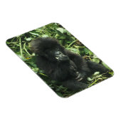 マウンテンゴリラ (Gorilla gorilla beringei) マグネット (右側)