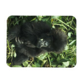 マウンテンゴリラ (Gorilla gorilla beringei) マグネット (横)