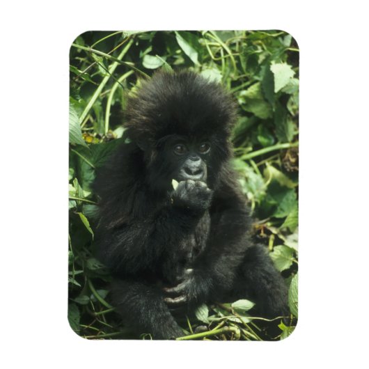 マウンテンゴリラ (Gorilla gorilla beringei) マグネット (縦)