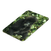 マウンテンゴリラ (Gorilla gorilla beringei) マグネット (左側)