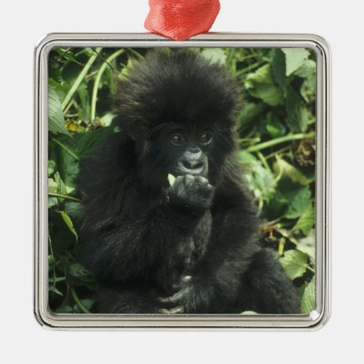 マウンテンゴリラ (Gorilla gorilla beringei) メタルオーナメント (正面)