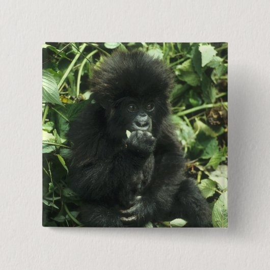 マウンテンゴリラ (Gorilla gorilla beringei) 缶バッジ (正面)