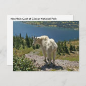 マウンテンゴートアットグレーシア国立公園はがき ポストカード (正面/裏面)