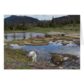 マウンテンゴート