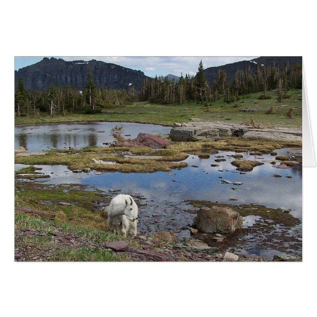 マウンテンゴート (正面横)