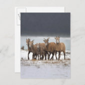 マウンテンシープファミリー ポストカード (正面/裏面)