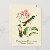 マウンテンジェムハミングバードヴィンテージアート ポストカード (正面/裏面)