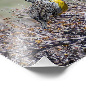 マウンテンソング – ウェスタンメドウラルク – キャスパーWY フォトプリント (角)