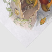 マウンテントロゴンの切り離し 薄葉紙 (詳細)