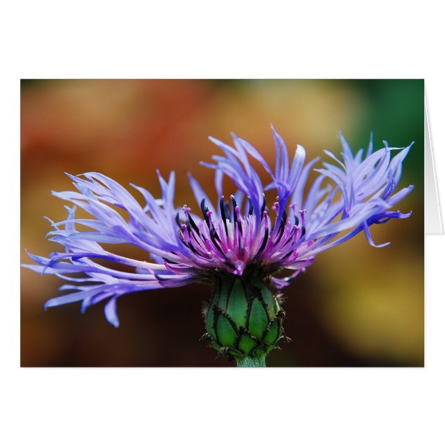 マウンテンブルーカード (正面横)