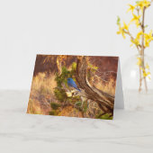 マウンテンブルーバードアットアーチズ国立公園 カード (黄色い花)