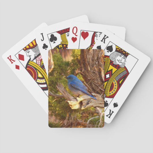 マウンテンブルーバードアットアーチズ国立公園 トランプ (裏面)