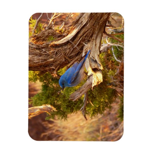 マウンテンブルーバードアットアーチズ国立公園 マグネット (縦)