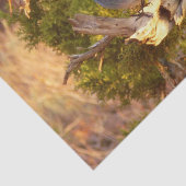 マウンテンブルーバードアットアーチズ国立公園 薄葉紙 (詳細)