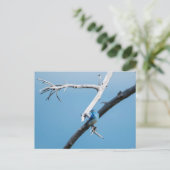 マウンテンブルーバード ポストカード (スタンド正面)