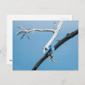 マウンテンブルーバード ポストカード (正面/裏面)