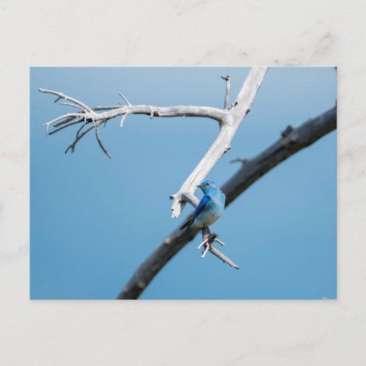 マウンテンブルーバード ポストカード (正面)