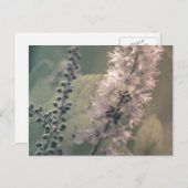 マウンテンホリーはがき ポストカード (正面/裏面)